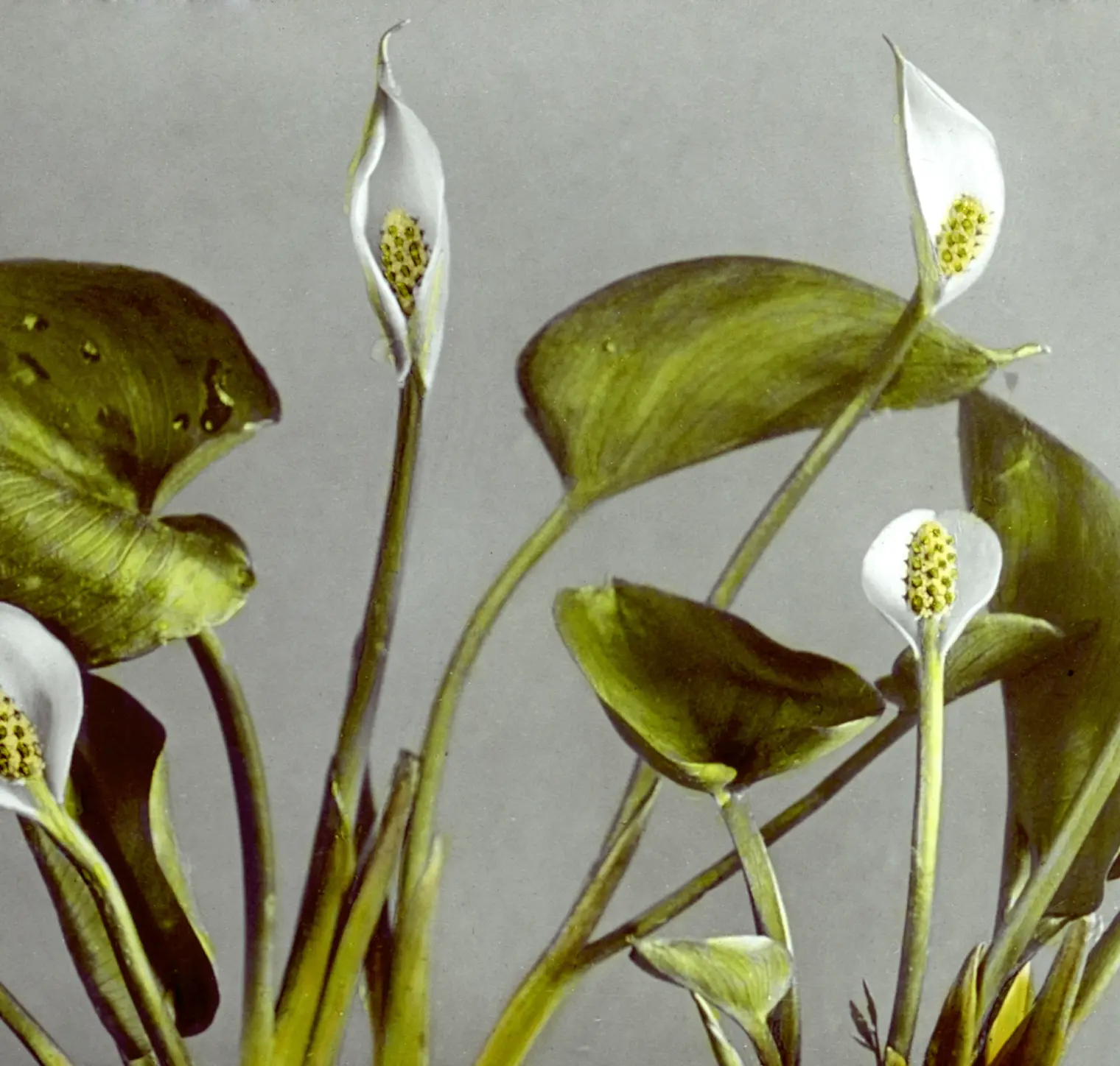 Flores botánicas